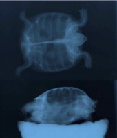 /album/tortellini/torti-x-ray-jpg/